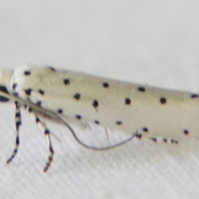 Yponomeuta paurodes (An Ermine moth (Yponomeutidae)) at Sheldon, QLD - 15 Dec 2007 by PJH123