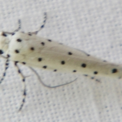 Yponomeuta paurodes at Sheldon, QLD - suppressed