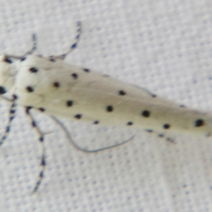 Yponomeuta paurodes at Sheldon, QLD - suppressed