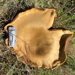 Phlebopus marginatus at Molonglo River Reserve - 18 Dec 2023