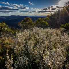 Gaudium namadgiense (Namadgi Tea-tree) at Scabby Range Nature Reserve - 15 Dec 2023 by trevsci