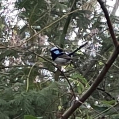 Malurus cyaneus (Superb Fairywren) at Surf Beach, NSW - 18 Dec 2023 by Hejor1