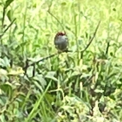 Neochmia temporalis (Red-browed Finch) at Surf Beach, NSW - 18 Dec 2023 by Hejor1