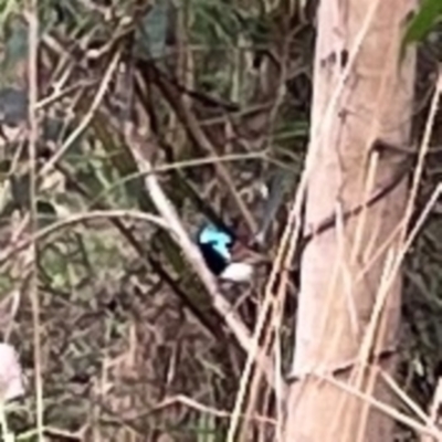 Malurus lamberti (Variegated Fairywren) at Surf Beach, NSW - 18 Dec 2023 by Hejor1