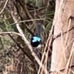 Malurus lamberti at Surf Beach, NSW - 18 Dec 2023 06:34 PM