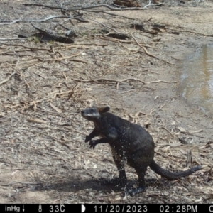 Wallabia bicolor at Suttons Dam - 20 Nov 2023