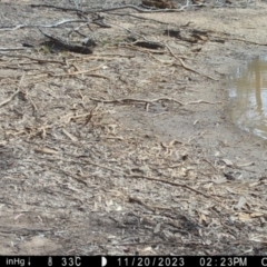 Wallabia bicolor at Suttons Dam - 20 Nov 2023