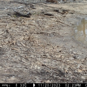 Wallabia bicolor at Suttons Dam - 20 Nov 2023