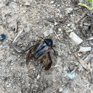 Chondropyga dorsalis at Surf Beach, NSW - 18 Dec 2023 06:22 PM