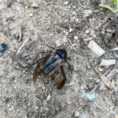 Chondropyga dorsalis (Cowboy beetle) at Surf Beach, NSW - 18 Dec 2023 by Hejor1