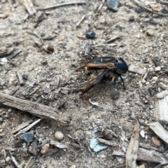 Chondropyga dorsalis at Surf Beach, NSW - 18 Dec 2023 06:22 PM