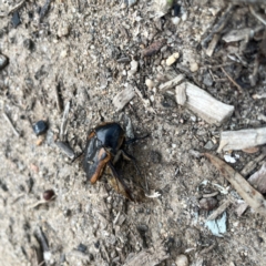 Chondropyga dorsalis at Surf Beach, NSW - 18 Dec 2023 06:22 PM