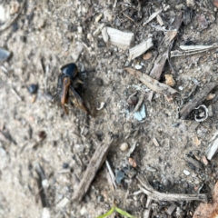 Chondropyga dorsalis at Surf Beach, NSW - 18 Dec 2023 06:22 PM