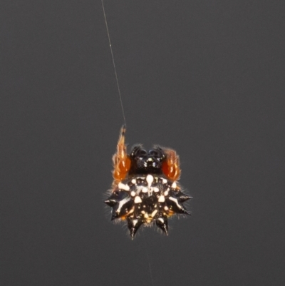 Austracantha minax (Christmas Spider, Jewel Spider) at Murrumbateman, NSW - 18 Dec 2023 by amiessmacro