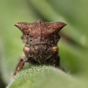 Acanthuchus trispinifer at Murrumbateman, NSW - 18 Dec 2023