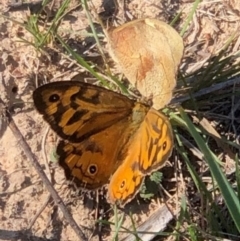 Heteronympha merope (Common Brown Butterfly) at Oakey Hill - 14 Dec 2023 by GregC