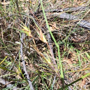 Themeda triandra at Mount Majura - 18 Dec 2023