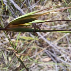 Themeda triandra at Mount Majura - 18 Dec 2023