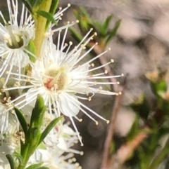 Kunzea ambigua (White Kunzea) at Lyons, ACT - 18 Dec 2023 by GregC