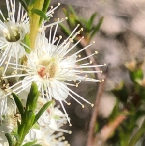 Kunzea ambigua at Oakey Hill - suppressed