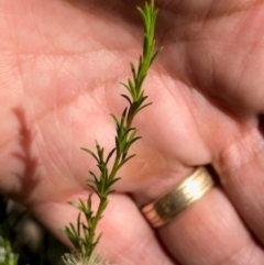 Kunzea ambigua at Oakey Hill - suppressed