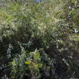 Kunzea ambigua at Oakey Hill - suppressed