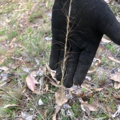 Austrostipa scabra (Corkscrew Grass, Slender Speargrass) at Oakey Hill - 7 Dec 2023 by GregC