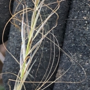 Austrostipa scabra at Oakey Hill - 7 Dec 2023 10:36 AM