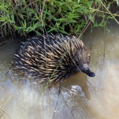 Tachyglossus aculeatus (Short-beaked Echidna) at Molonglo River Reserve - 17 Dec 2023 by SteveBorkowskis