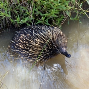 Tachyglossus aculeatus at Lower Molonglo - 18 Dec 2023