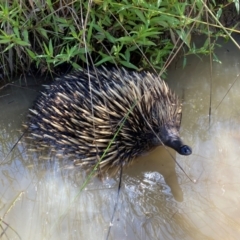 Tachyglossus aculeatus (Short-beaked Echidna) at Belconnen, ACT - 17 Dec 2023 by SteveBorkowskis