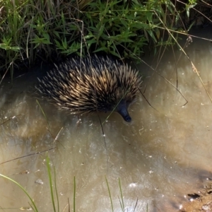 Tachyglossus aculeatus at Lower Molonglo - 18 Dec 2023