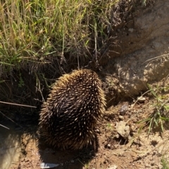 Tachyglossus aculeatus at Lower Molonglo - 18 Dec 2023