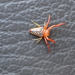 Arkys walckenaeri (Triangle spider) at Belconnen, ACT - 18 Dec 2023 by SteveBorkowskis