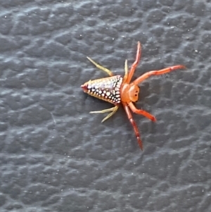 Arkys walckenaeri at Molonglo River Reserve - 18 Dec 2023 12:34 PM