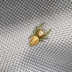 Opisthoncus abnormis at Molonglo River Reserve - 18 Dec 2023