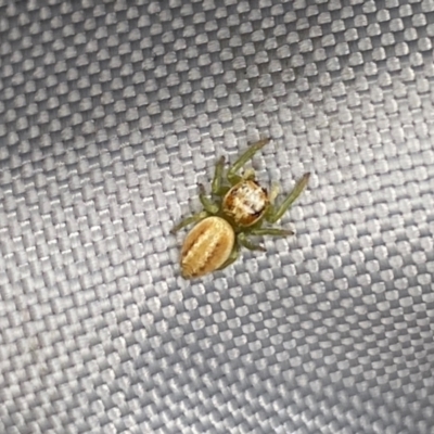 Opisthoncus abnormis (Long-legged Jumper) at Belconnen, ACT - 18 Dec 2023 by SteveBorkowskis