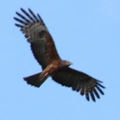 Lophoictinia isura (Square-tailed Kite) at Alpine - 14 Dec 2023 by JanHartog