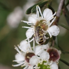 Callohesma calliopsella at Murrumbateman, NSW - 18 Dec 2023
