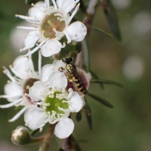 Callohesma calliopsella at Murrumbateman, NSW - 18 Dec 2023