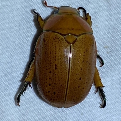 Anoplognathus porosus (Porosus Christmas beetle) at Jerrabomberra, NSW - 17 Dec 2023 by SteveBorkowskis