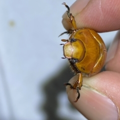 Anoplognathus porosus at QPRC LGA - suppressed