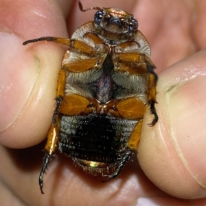 Anoplognathus porosus at QPRC LGA - suppressed