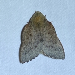 Symphyta undescribed species (A Lasiocampid moth) at Jerrabomberra, NSW - 17 Dec 2023 by SteveBorkowskis