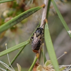Euryglossa terminata (Native bee) at Murrumbateman, NSW - 18 Dec 2023 by SimoneC