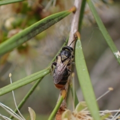 Euryglossa terminata (Native bee) at Murrumbateman, NSW - 18 Dec 2023 by SimoneC