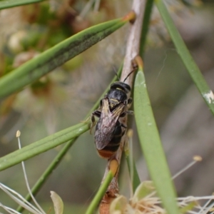 Euryglossa terminata at Murrumbateman, NSW - 18 Dec 2023