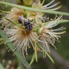 Euryglossa terminata at Murrumbateman, NSW - 18 Dec 2023 01:51 PM