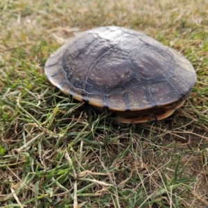 Chelodina longicollis at QPRC LGA - 18 Dec 2023