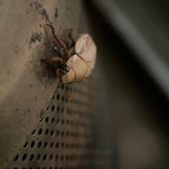 Anoplognathus concolor at suppressed - suppressed